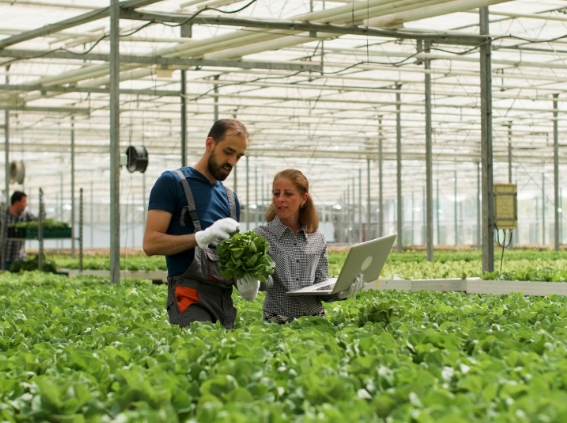 Horticulture solution